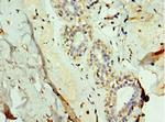 FUT6 Antibody in Immunohistochemistry (Paraffin) (IHC (P))