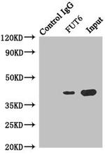 FUT6 Antibody in Immunoprecipitation (IP)