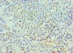 ICAD Polyclonal Antibody