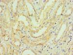 HMGN4 Antibody in Immunohistochemistry (Paraffin) (IHC (P))