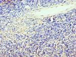 TCF12 Polyclonal Antibody