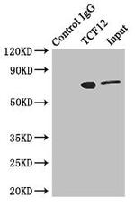 TCF12 Antibody in Immunoprecipitation (IP)