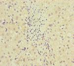 MCCC1 Antibody in Immunohistochemistry (Paraffin) (IHC (P))