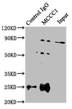 MCCC1 Antibody in Immunoprecipitation (IP)