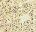 SLC35A1 Polyclonal Antibody