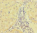 E2F1 Polyclonal Antibody
