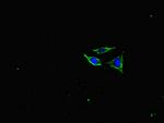 NEFL Polyclonal Antibody