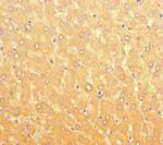 LPAL2 Antibody in Immunohistochemistry (Paraffin) (IHC (P))