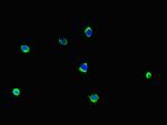 LCE1B Polyclonal Antibody
