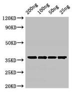 GAPDH Polyclonal Antibody