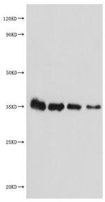 MALD1 Polyclonal Antibody