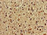 Mitofilin Antibody in Immunohistochemistry (Paraffin) (IHC (P))