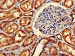 Mitofilin Antibody in Immunohistochemistry (Paraffin) (IHC (P))