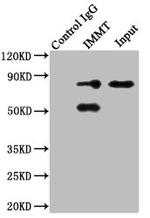 Mitofilin Antibody in Immunoprecipitation (IP)