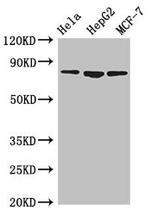 Mitofilin Antibody in Western Blot (WB)