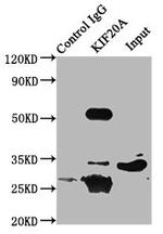 KIF20A Antibody in Immunoprecipitation (IP)