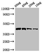 Pectate lyase 1 Antibody in Western Blot (WB)