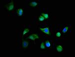 C19orf12 Polyclonal Antibody