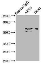 AKT3 Polyclonal Antibody