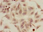 Acetyl-HIST1H2AG (Lys5) Antibody in Immunocytochemistry (ICC/IF)