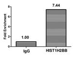 Acetyl-HIST1H2BB (Lys16) Antibody in ChIP Assay (ChIP)