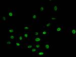 H4R3me1 Polyclonal Antibody