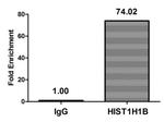 Acetyl-Histone H1.5 (Lys16) Antibody in ChIP Assay (ChIP)