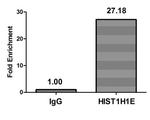 Di-methyl-Histone H1.4 (Lys16) Antibody in ChIP Assay (ChIP)