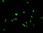 Formyl-HIST1H2AG (Lys95) Antibody in Immunocytochemistry (ICC/IF)