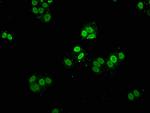 Mono-methyl-HIST1H2AG (Lys9) Antibody in Immunocytochemistry (ICC/IF)