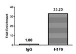 Mono-methyl-Histone 1F0 (Lys81) Antibody in ChIP Assay (ChIP)