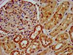 OCC1 Antibody in Immunohistochemistry (Paraffin) (IHC (P))