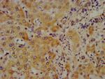 Complement C4 Antibody in Immunohistochemistry (Paraffin) (IHC (P))