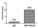 Crotonyl-HIST1H2AG (Lys125) Antibody in ChIP Assay (ChIP)