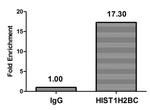 Acetyl-HIST1H2BC (Lys85) Antibody in ChIP Assay (ChIP)