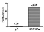 2-hydroxyisobutyryl-Histone H3 (Lys14) Antibody in ChIP Assay (ChIP)