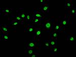 beta-hydroxybutyryl-Histone H3 (Lys56) Antibody in Immunocytochemistry (ICC/IF)