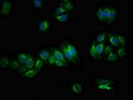 PIRT Polyclonal Antibody