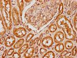 PIRT Antibody in Immunohistochemistry (Paraffin) (IHC (P))