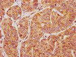 PIRT Antibody in Immunohistochemistry (Paraffin) (IHC (P))