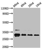 vpx Polyclonal Antibody
