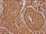 TRABD2B Antibody in Immunohistochemistry (Paraffin) (IHC (P))