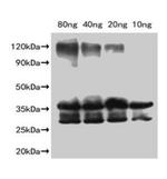 Slfn9 Antibody in Western Blot (WB)
