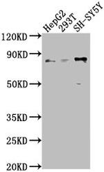 Kinesin light chain Polyclonal Antibody