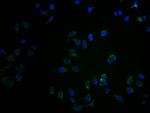 CNTNAP3B Polyclonal Antibody