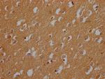 CNTNAP3B Antibody in Immunohistochemistry (Paraffin) (IHC (P))