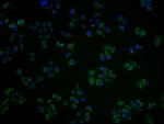 OR10A2 Antibody in Immunocytochemistry (ICC/IF)