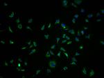 OR10K1 Polyclonal Antibody