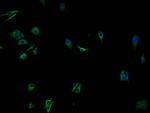 OR2A7 Polyclonal Antibody