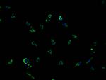 PCDHGB7 Polyclonal Antibody